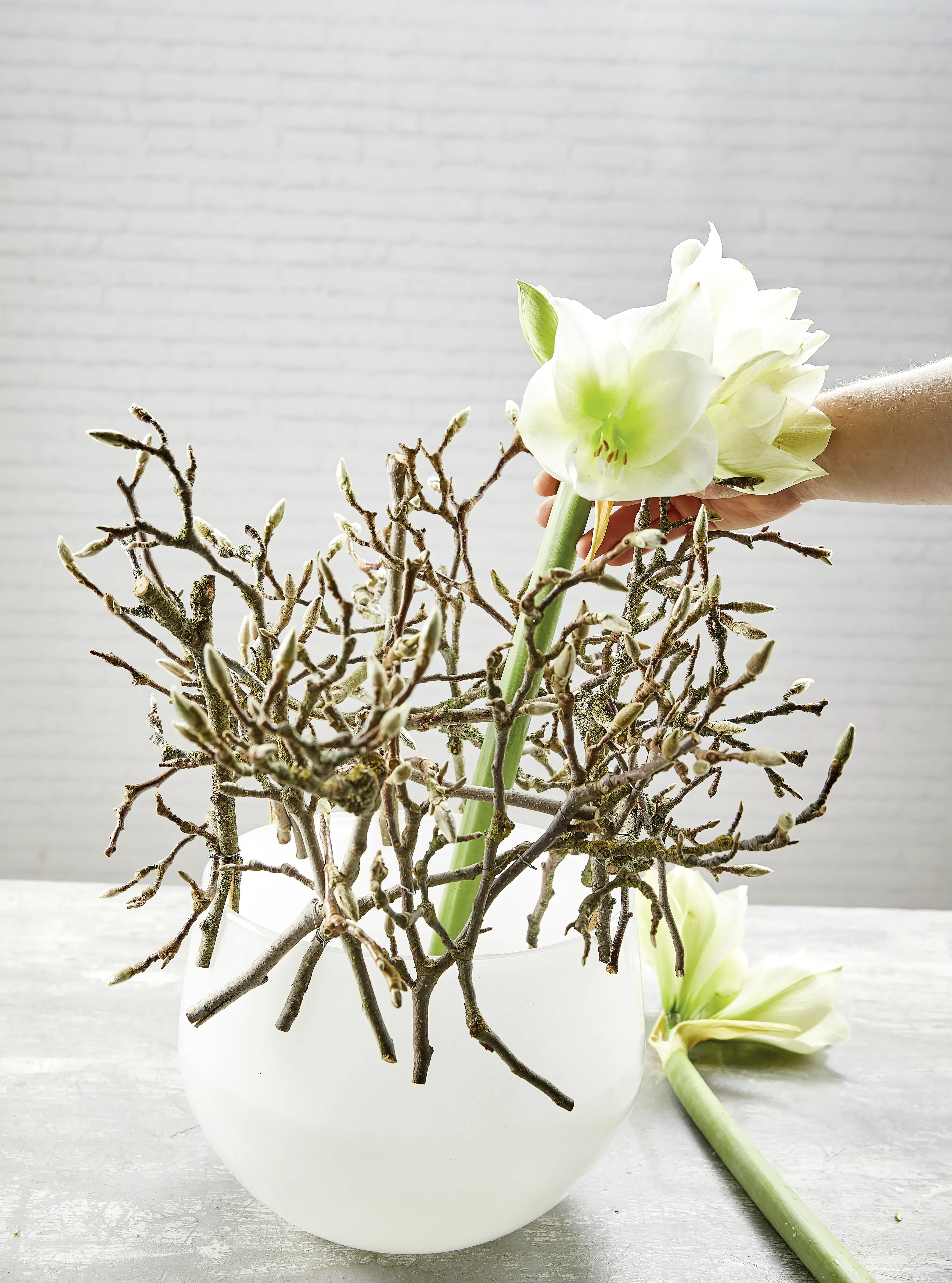 Blooms7.4
